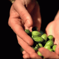 世界上最小的西瓜 一口3个没问题