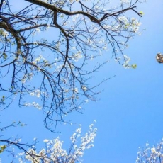 一到3月就美炸的“川西小江南” 还能坐蒸汽火车穿越花海