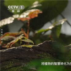 植物医生首登央视  演绎纯净美肌护肤哲学